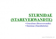 Sturnidae (Stareverwandte)
